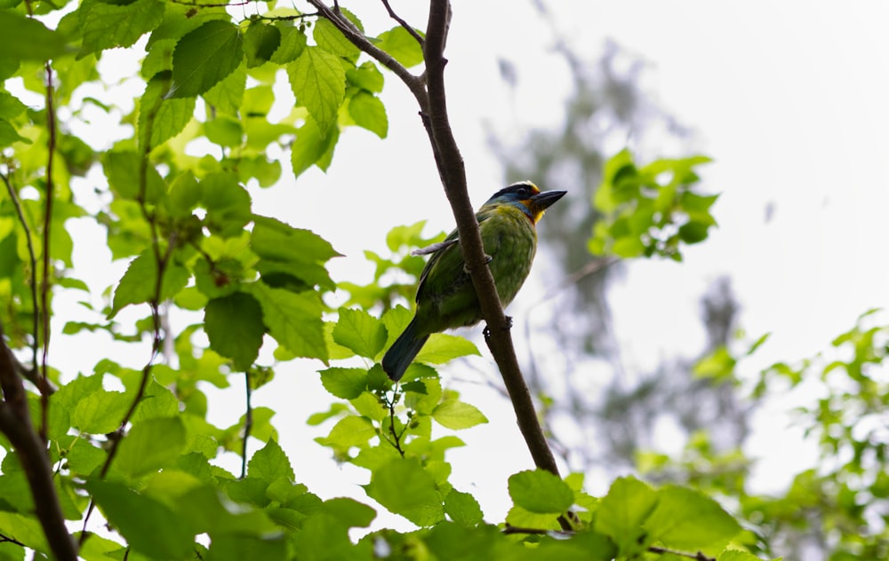 a small bird perched on a tree branch