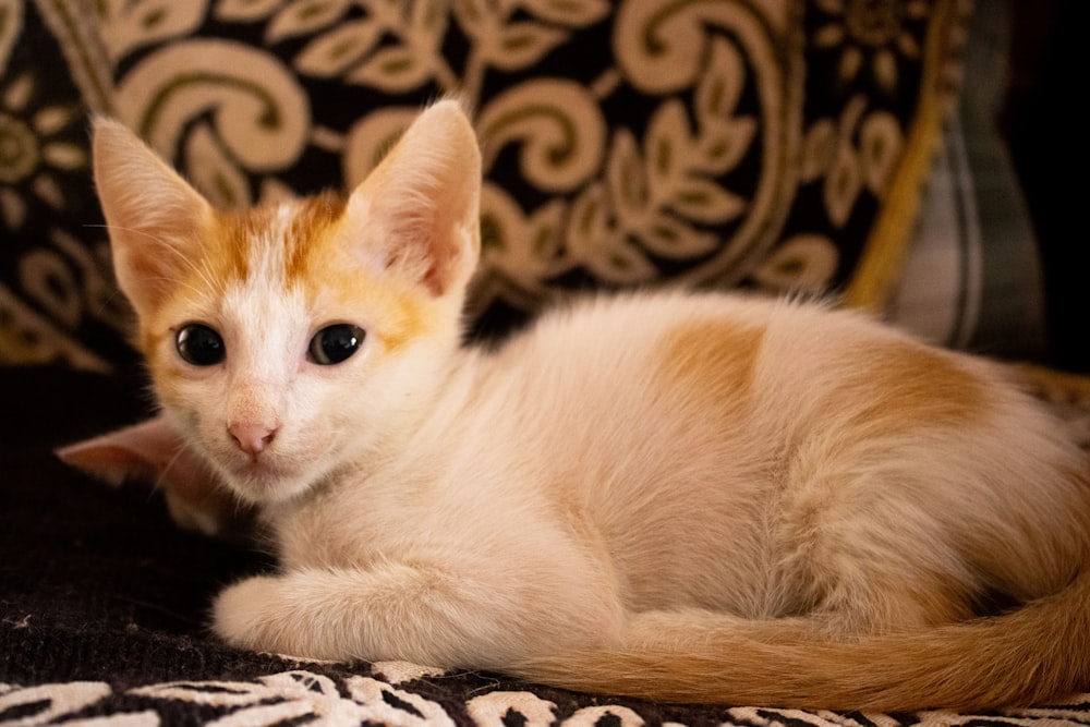 a small orange and white kitten laying on top of a couch