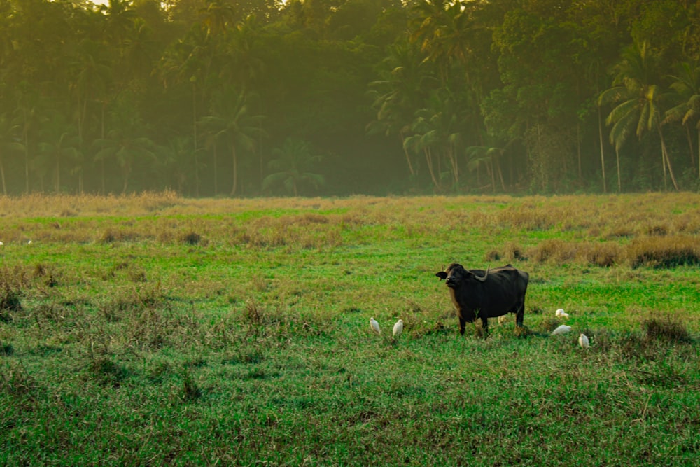 a cow standing in a field with birds around it