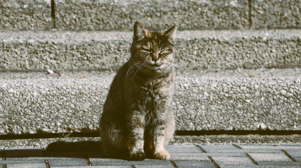a cat sitting on a sidewalk next to a stone wall