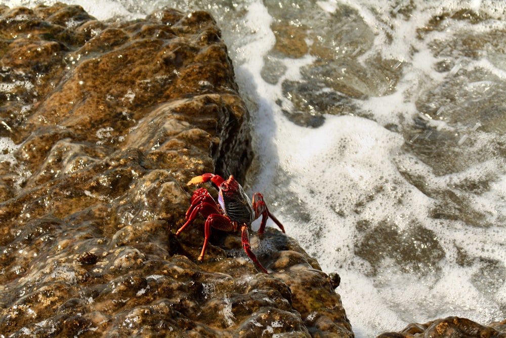 a red crab sitting on top of a rock next to the ocean
