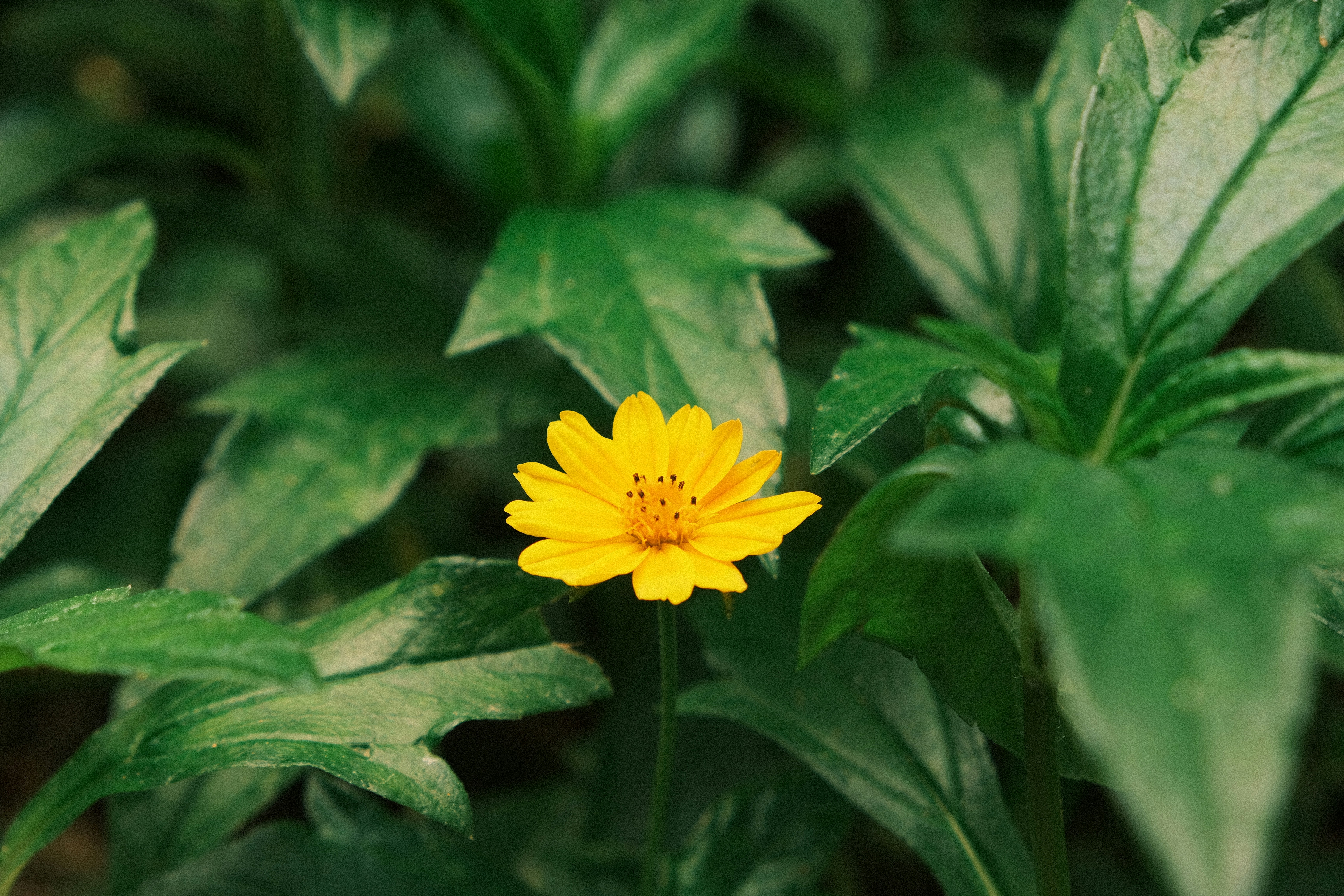 Photo by nipun_photography_unsplash