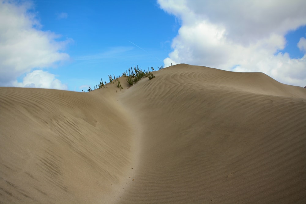 a large sand dune with trees on top of it