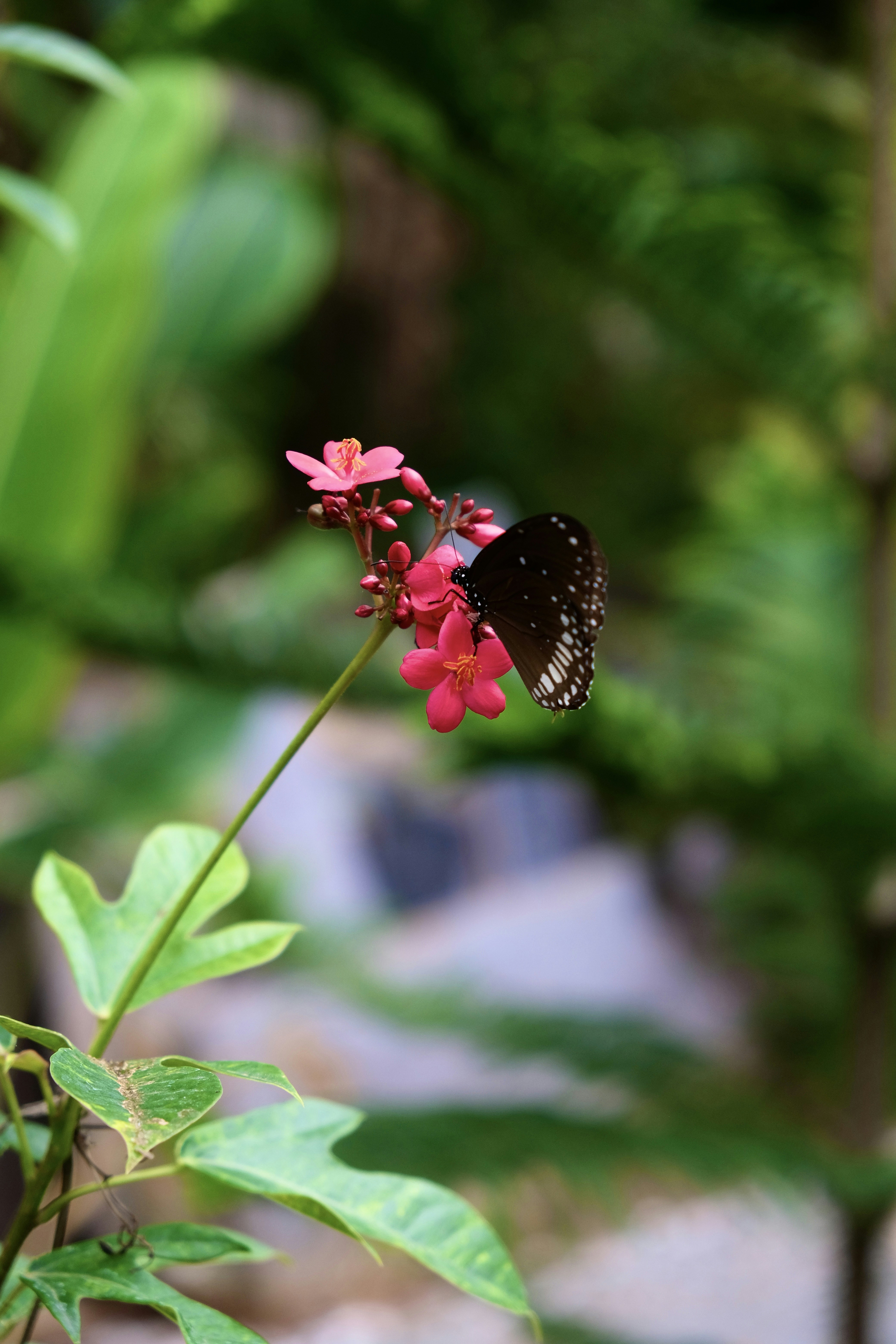 a butterfly sitting on top of a pink flower