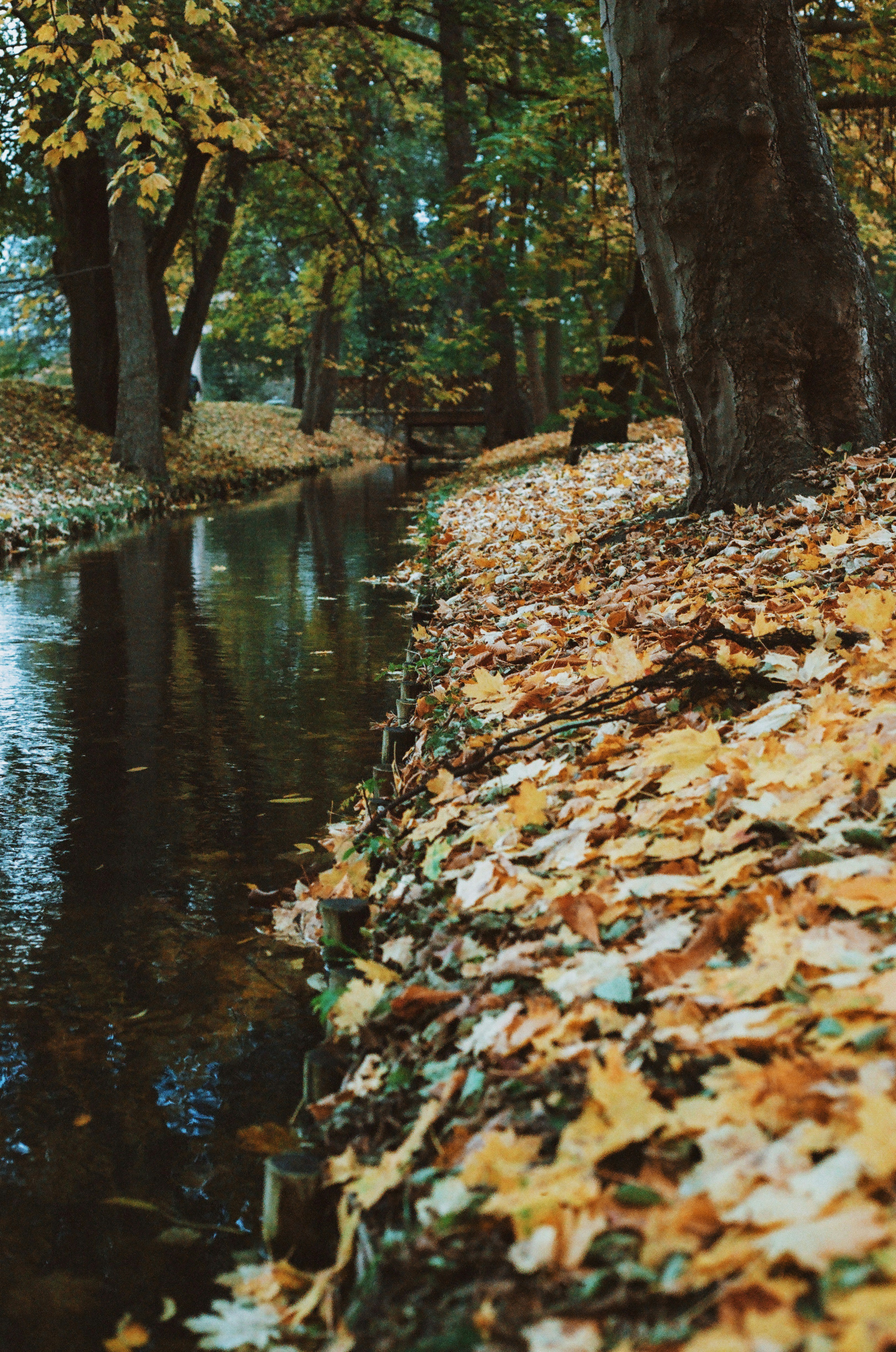 a stream running through a forest filled with leaves