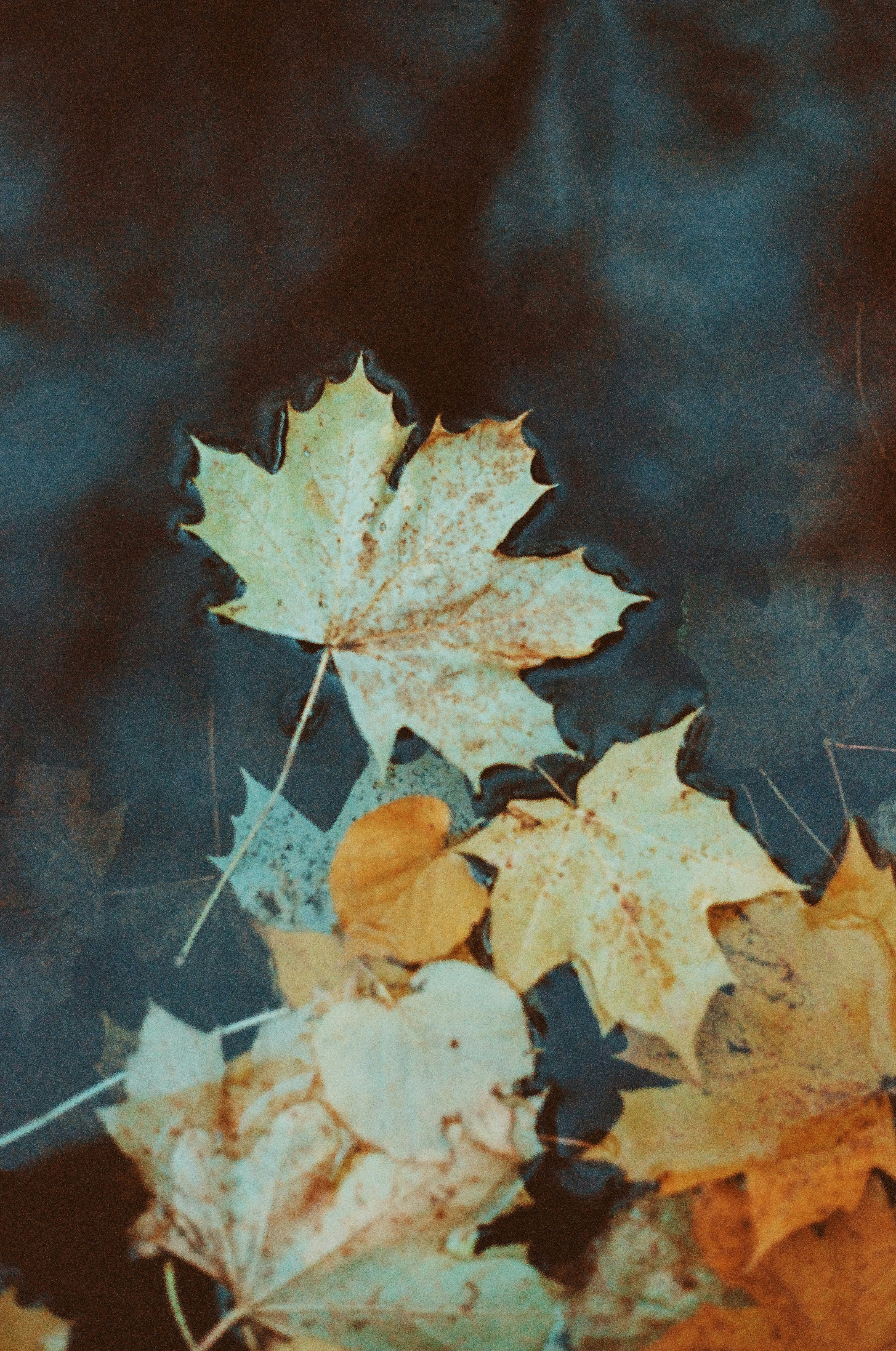a group of leaves floating on top of a body of water
