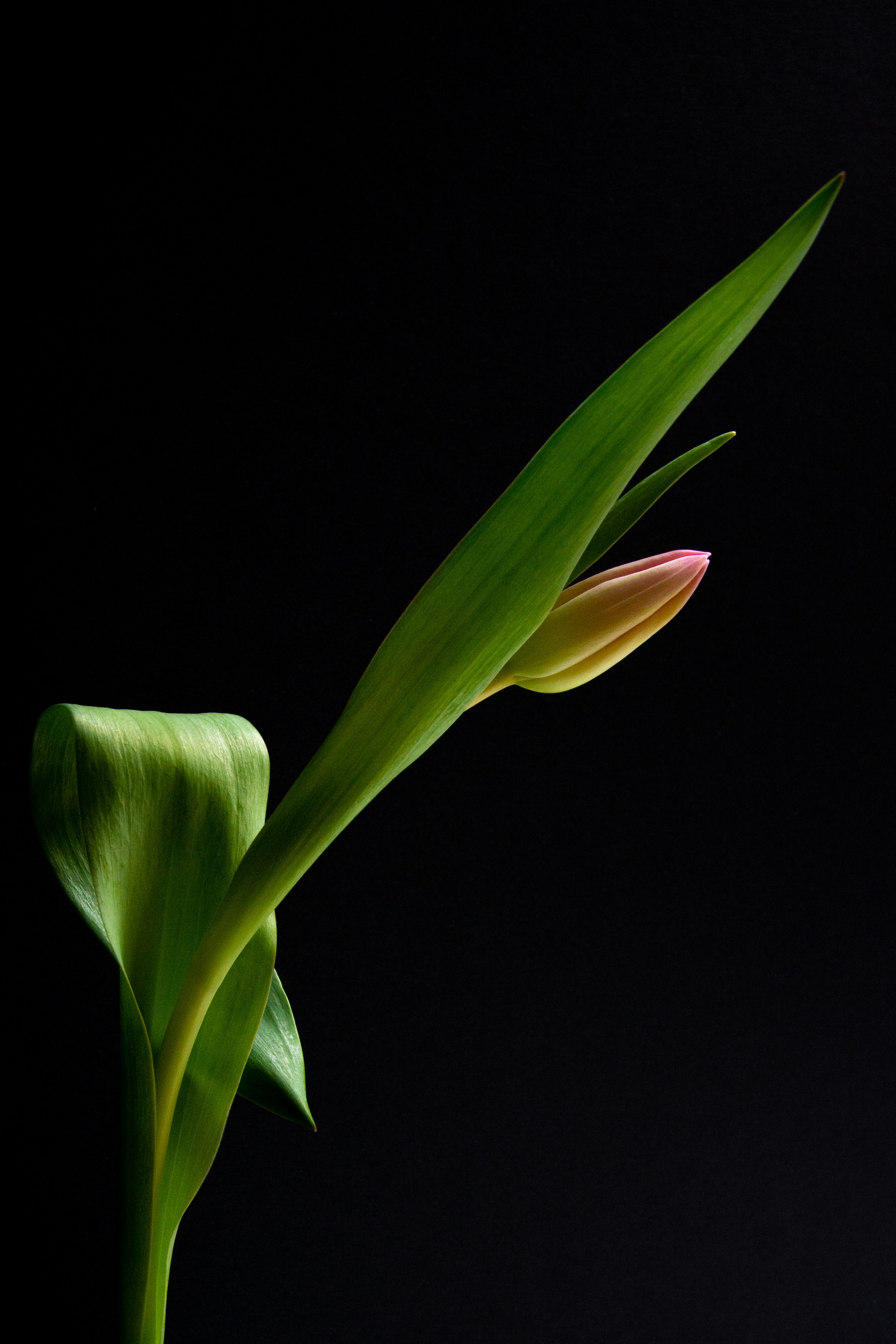 a close up of a flower on a black background