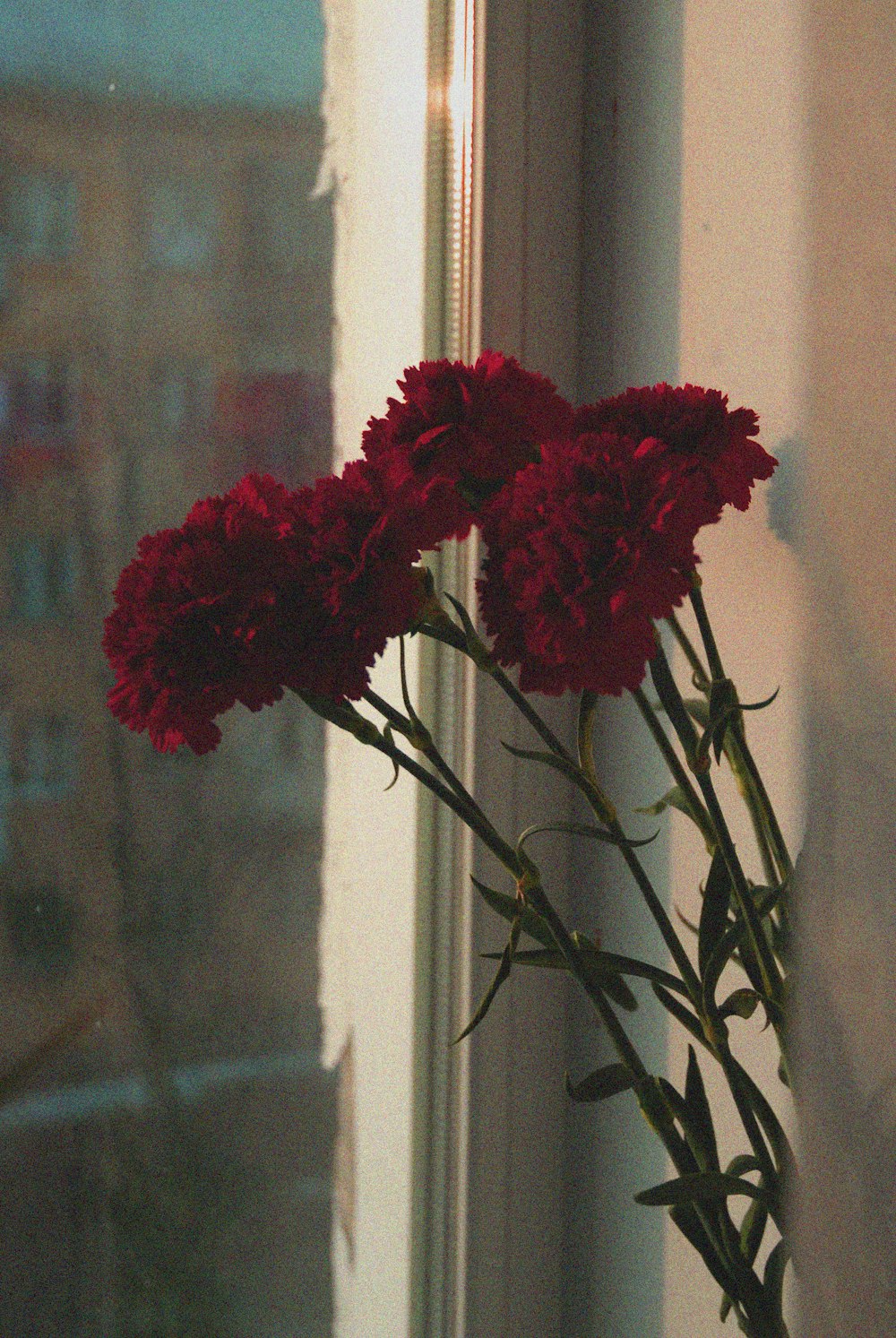 a bouquet of red carnations sitting in front of a window