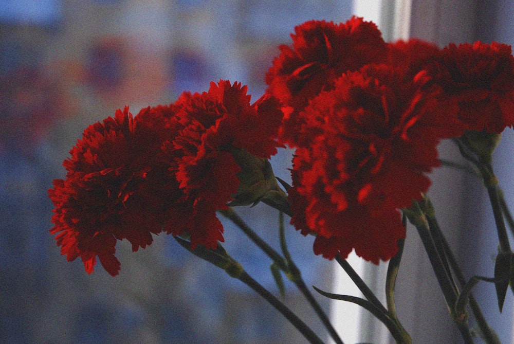 three red flowers are in a vase by a window
