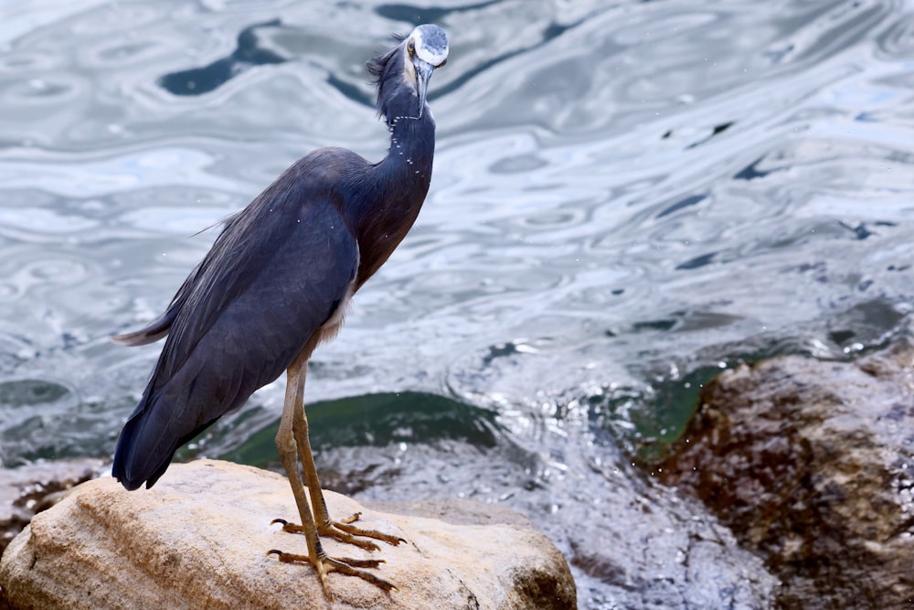 a bird is standing on a rock by the water