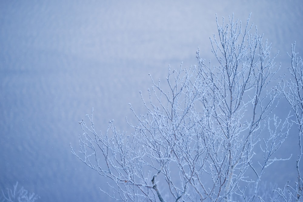 a tree covered in snow next to a body of water