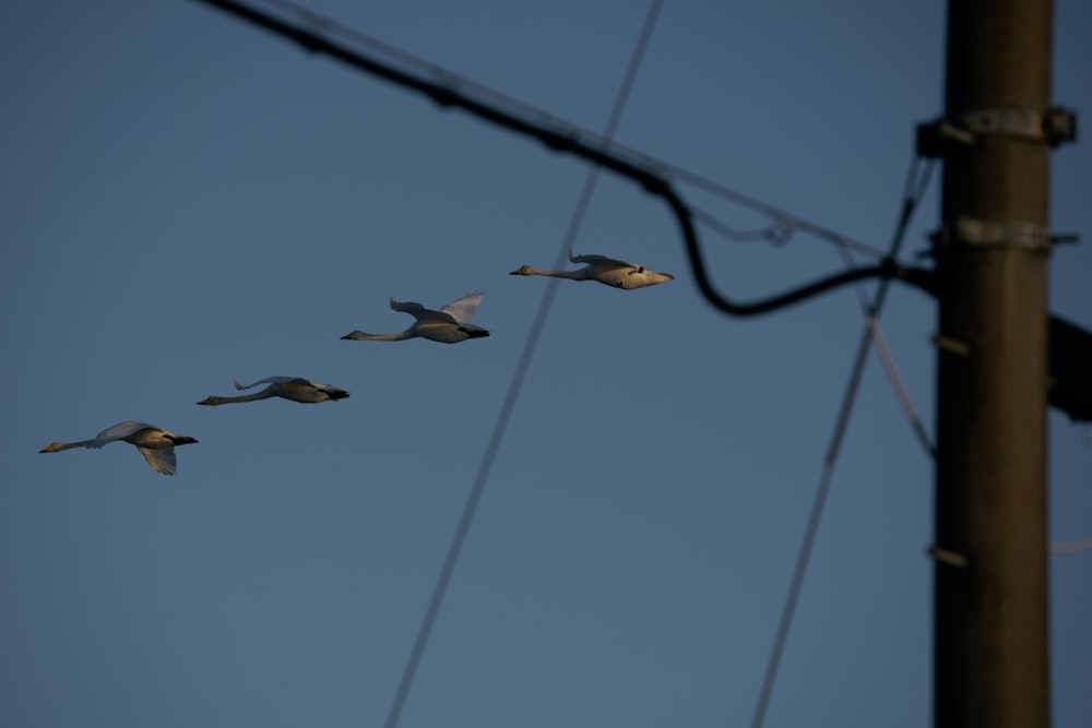 a flock of birds flying through a blue sky