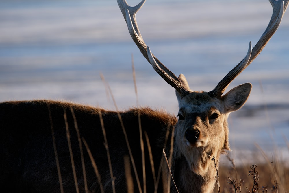 a close up of a deer with antlers in a field
