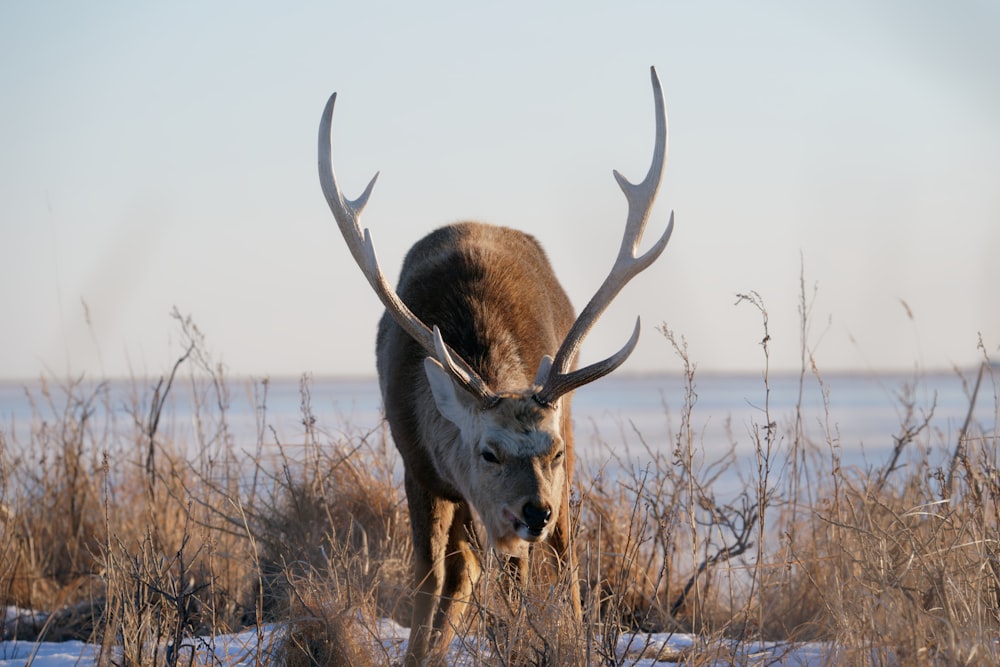 a deer with large antlers standing in the snow