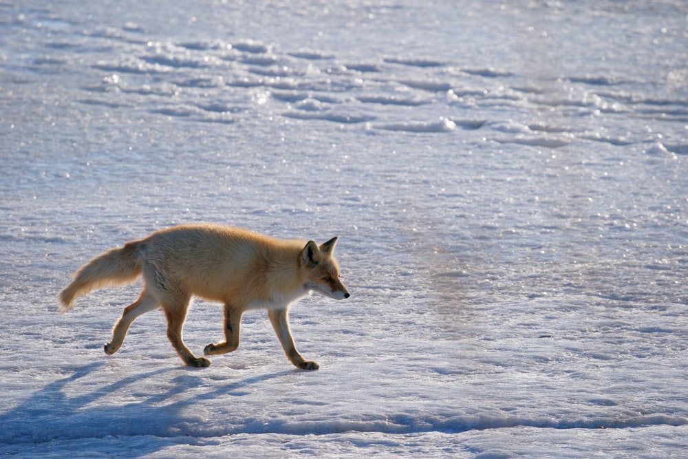 a fox walking across a snow covered field