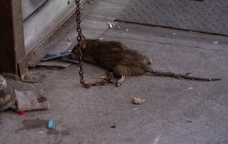 a rat that is laying on the ground