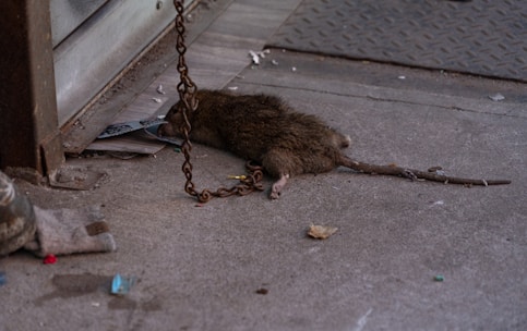 a rat that is laying on the ground