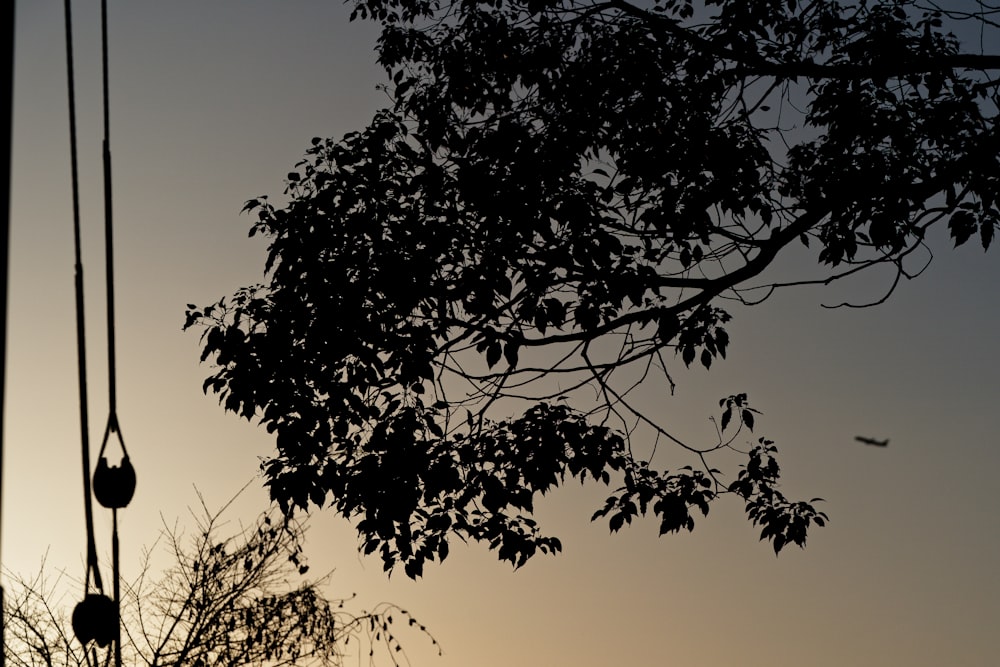 a silhouette of a tree with a plane in the distance