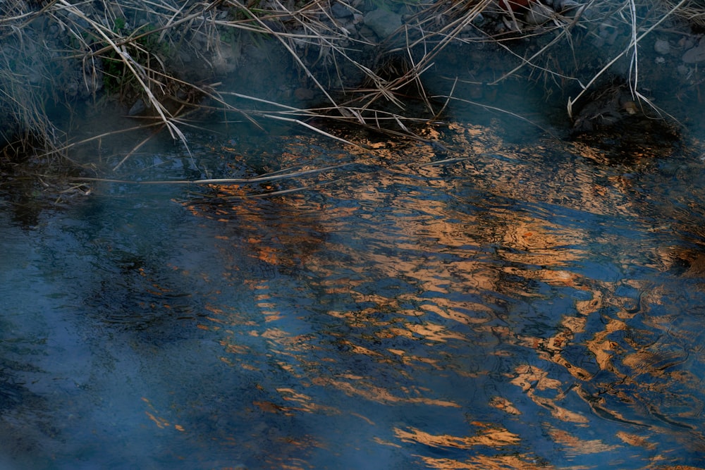 a body of water that has some plants in it