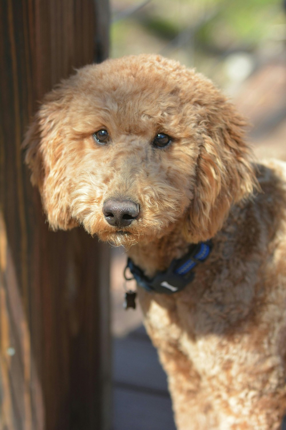 a brown dog standing next to a wooden fence