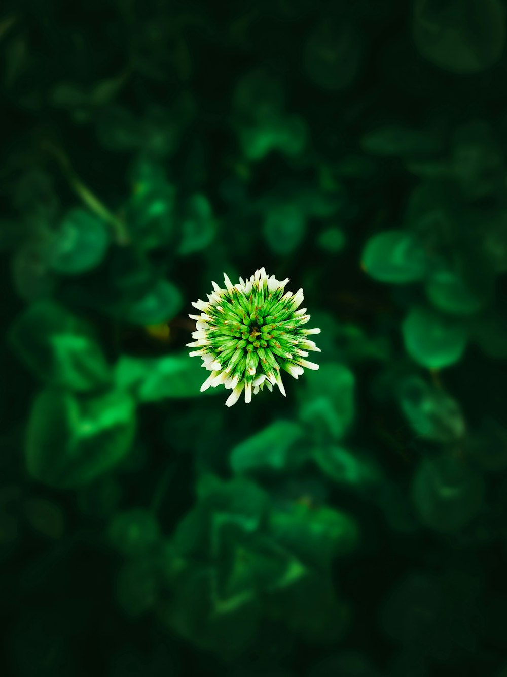 a close up of a flower on a green background
