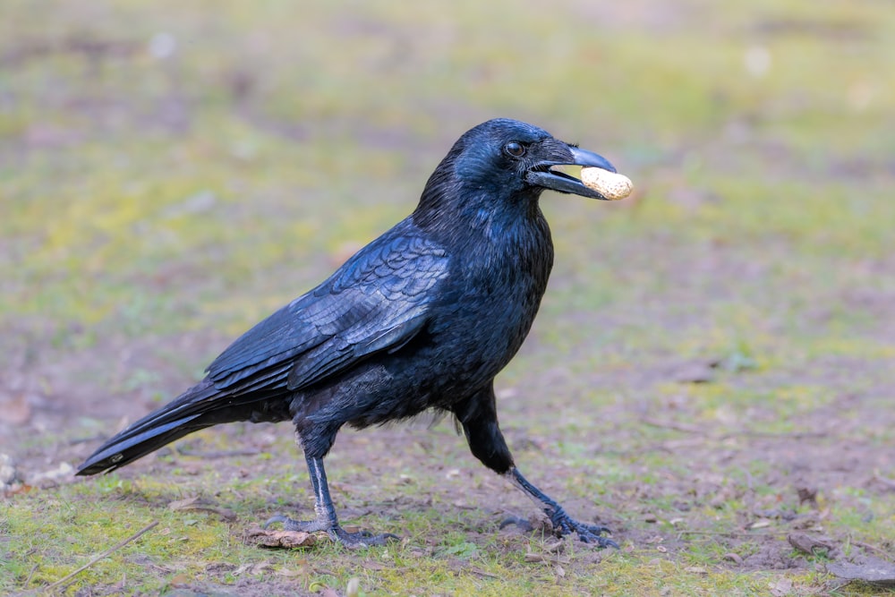 a black bird with a piece of food in its beak