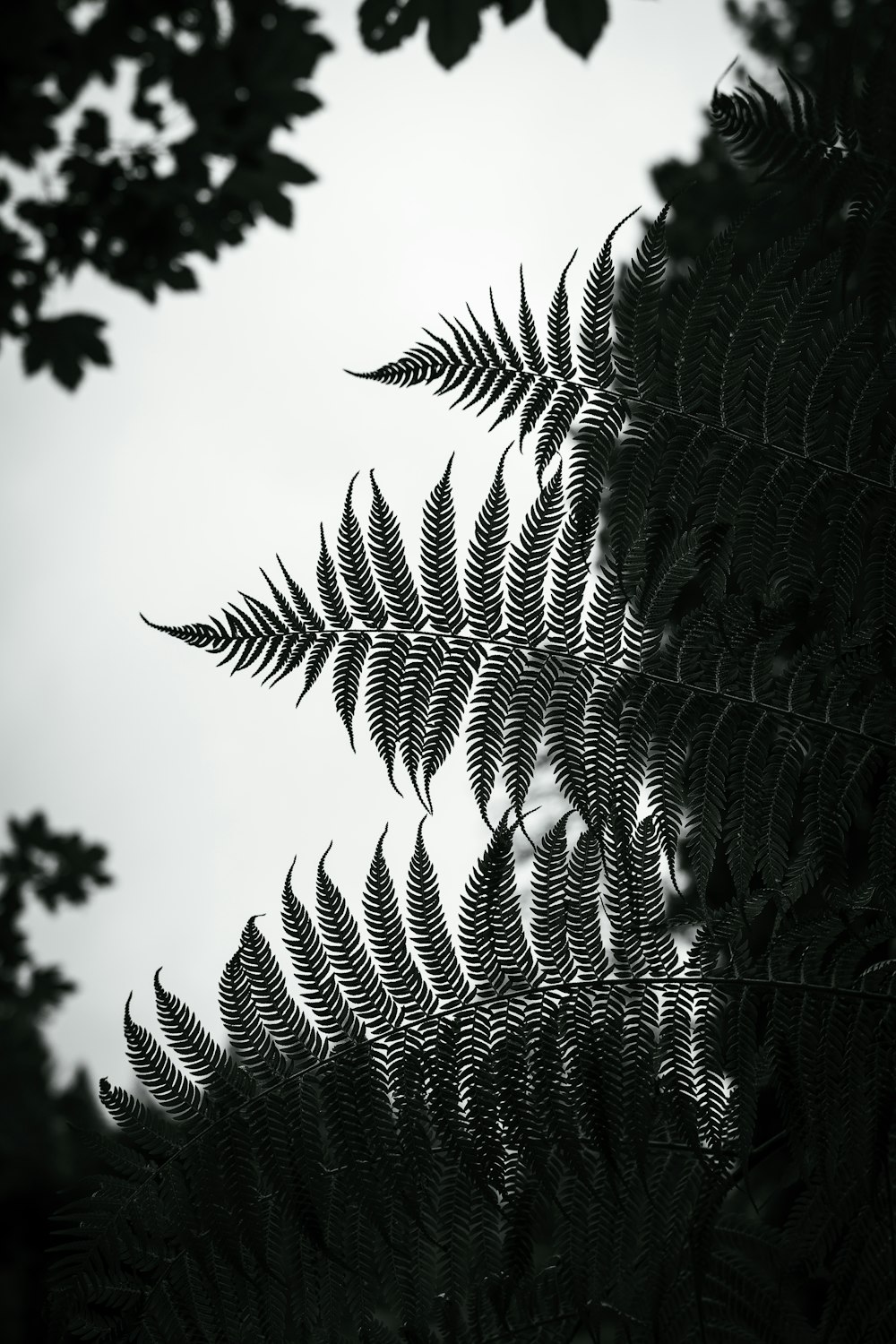 a black and white photo of a leafy tree