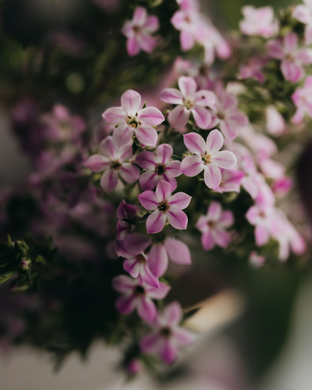 a close up of a bunch of pink flowers