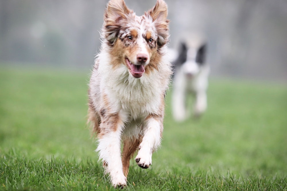 a dog running in the grass with another dog in the background