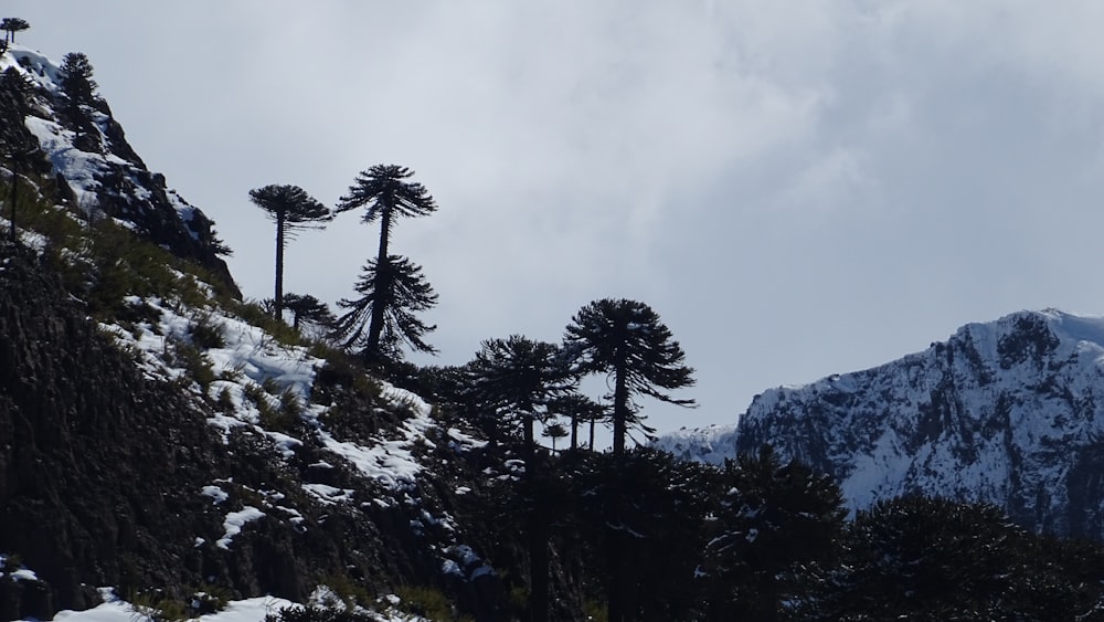 une montagne enneigée avec des arbres sur le côté