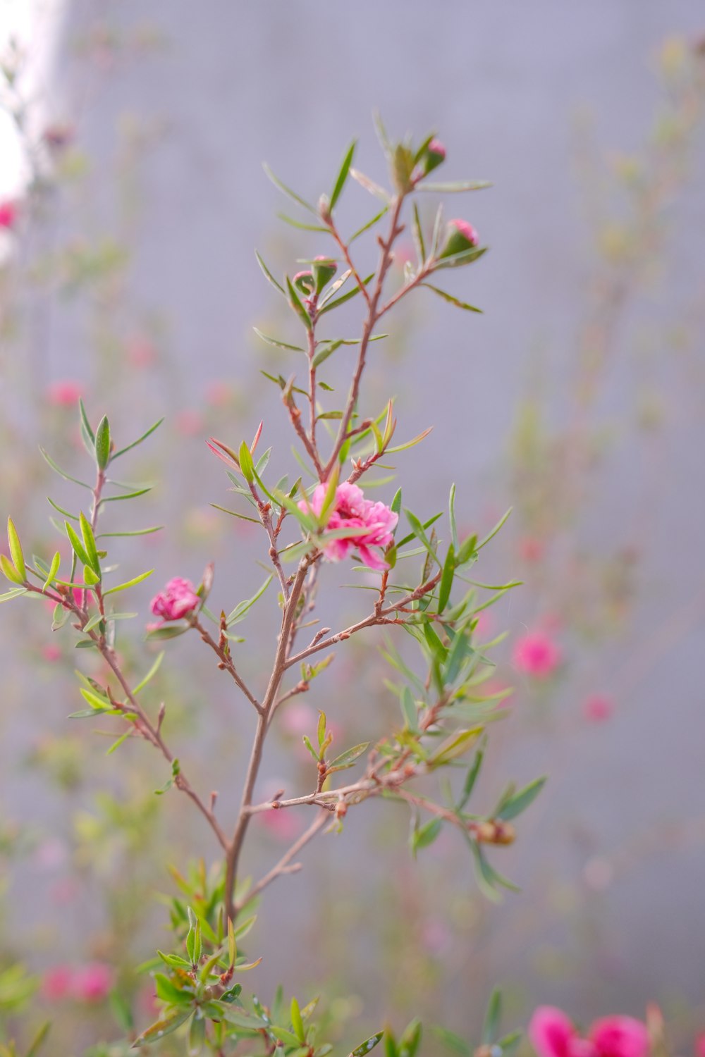 a plant with pink flowers in front of a gray wall