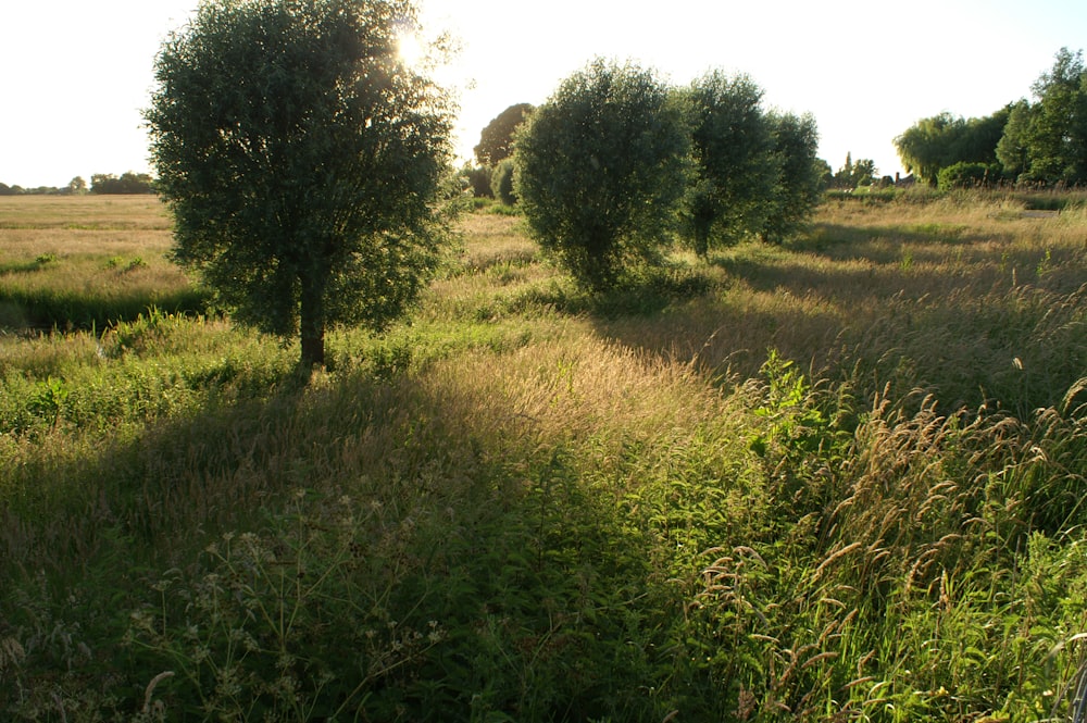 a grassy field with trees in the distance