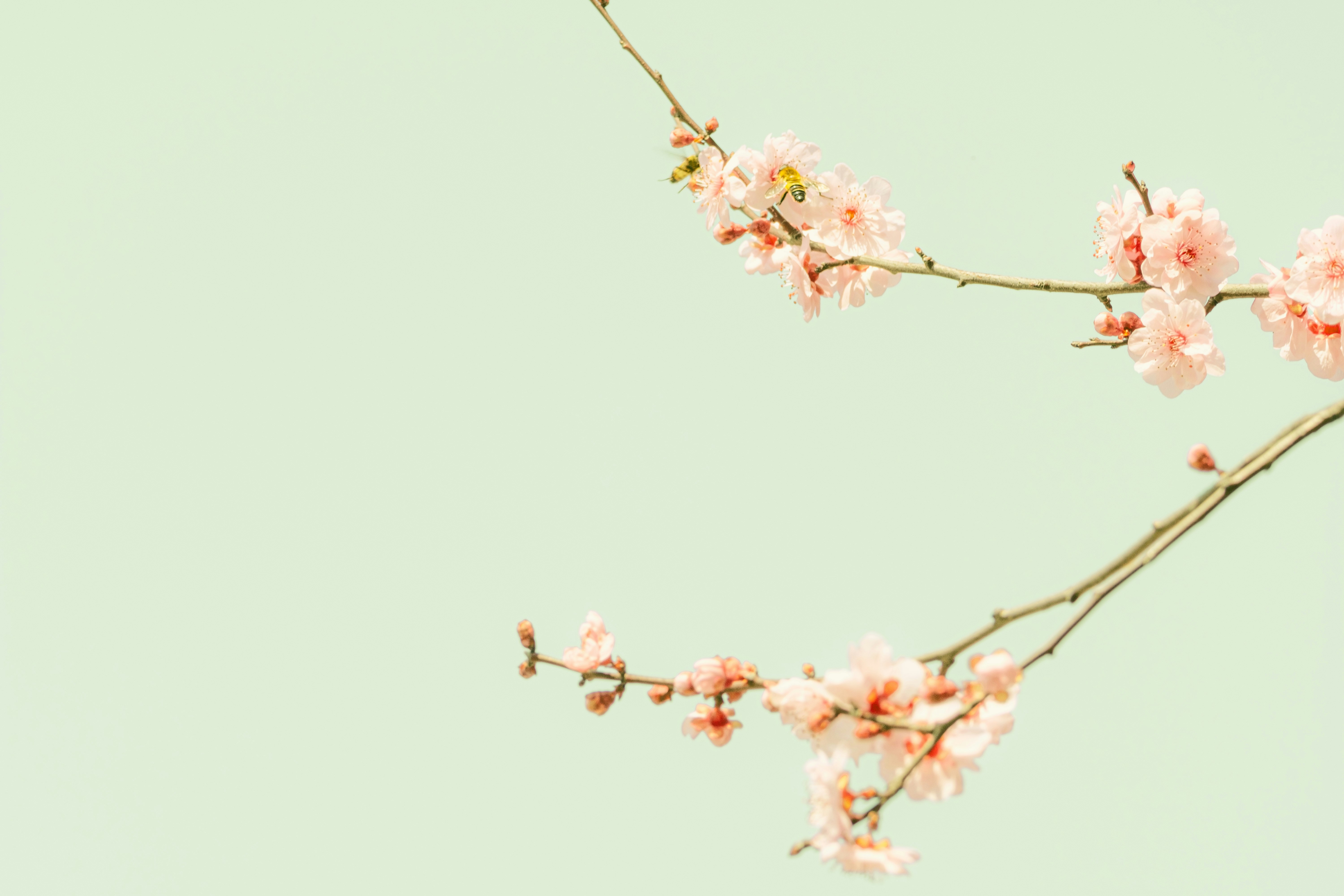 Photo by xiexianghua
