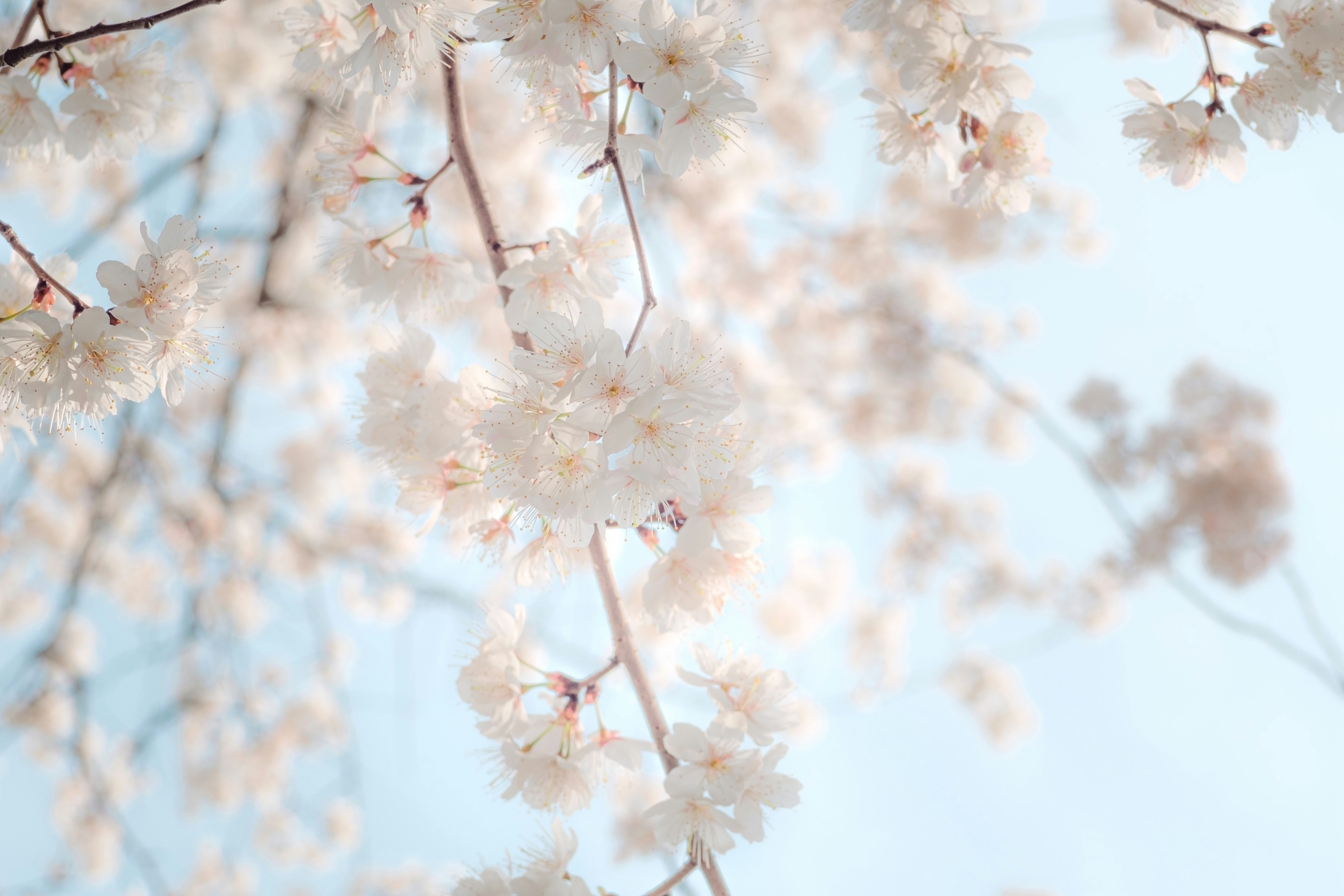 Photo by xiexianghua