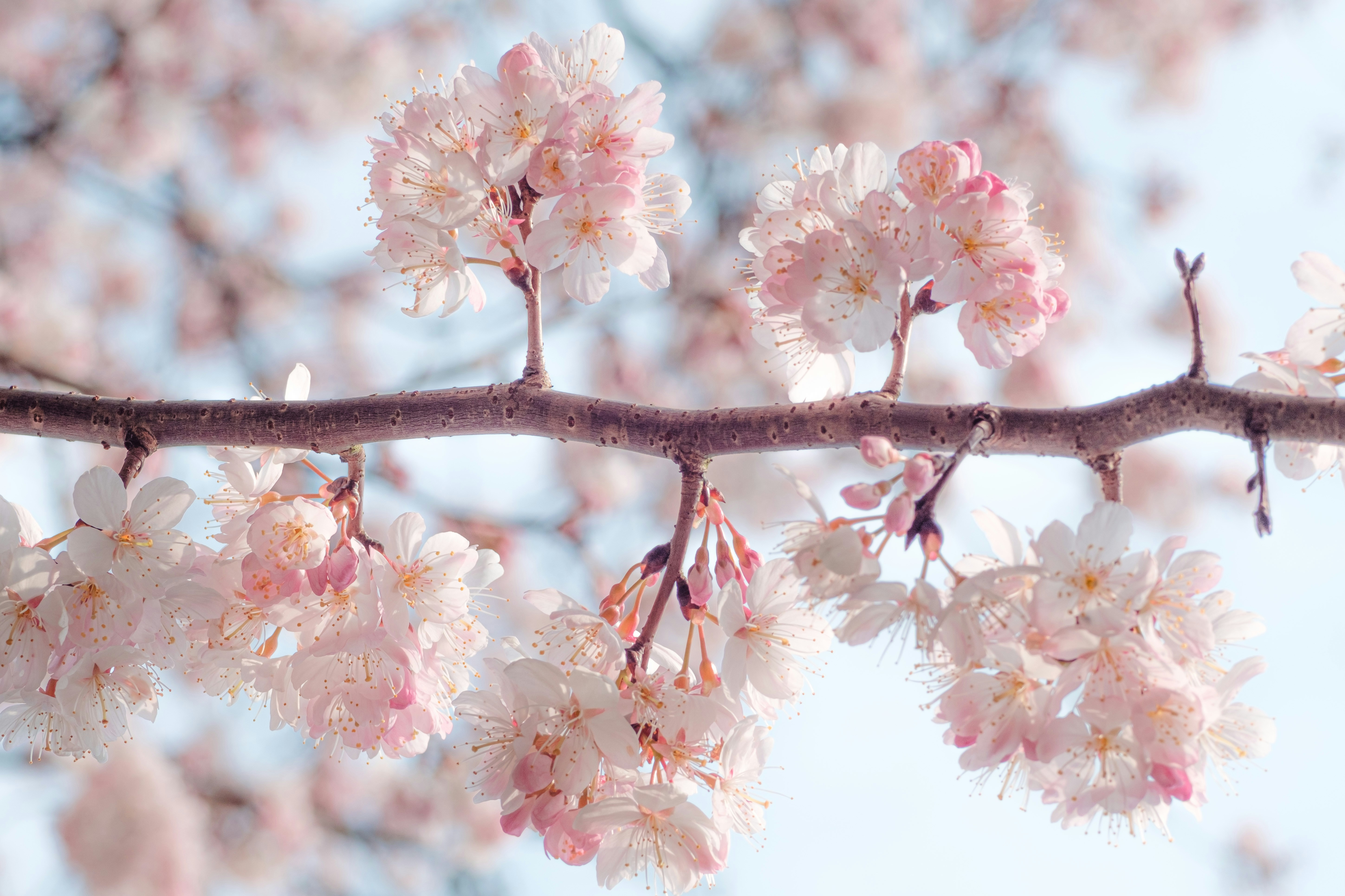 Photo by xiexianghua