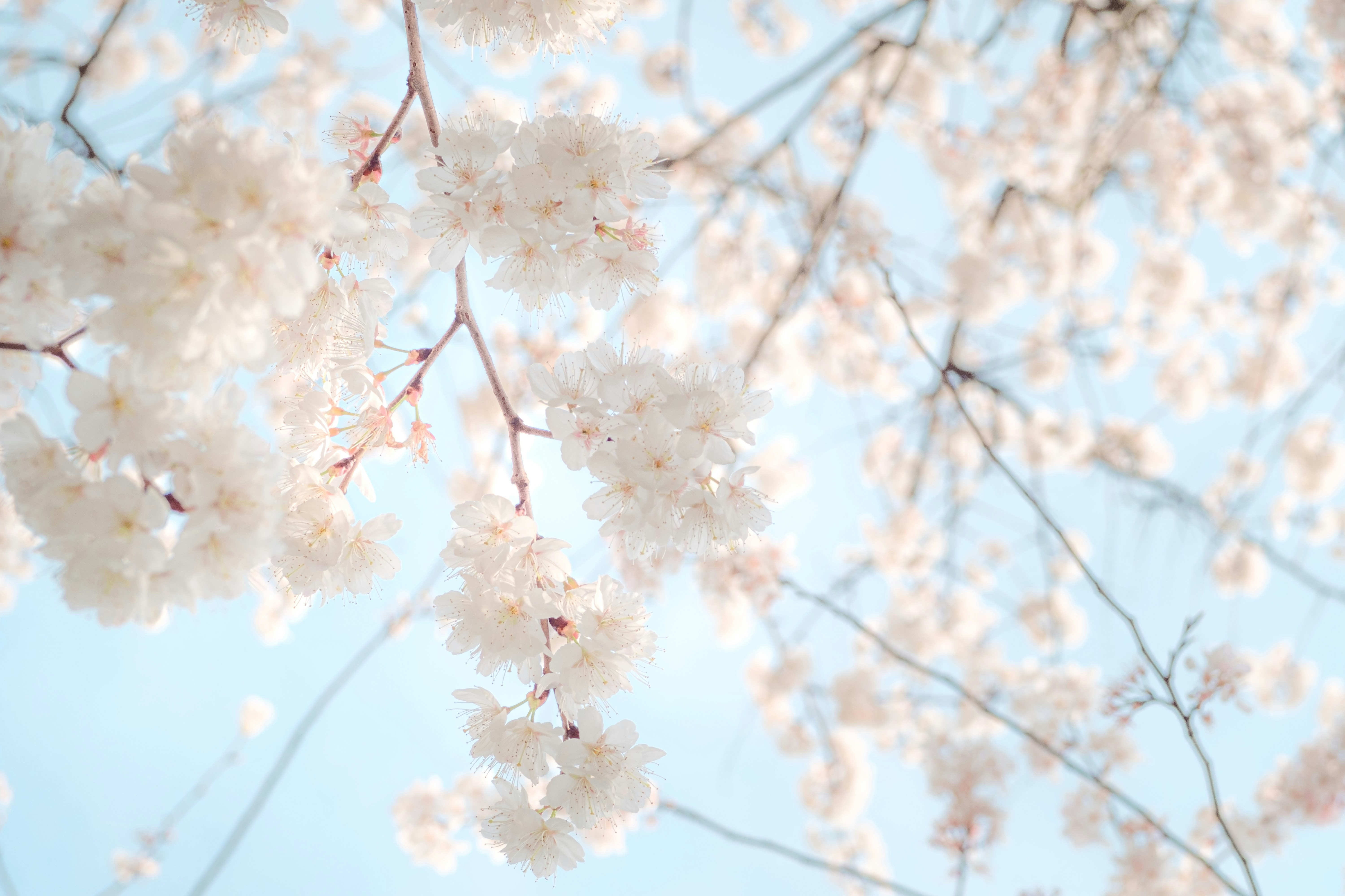 Photo by xiexianghua