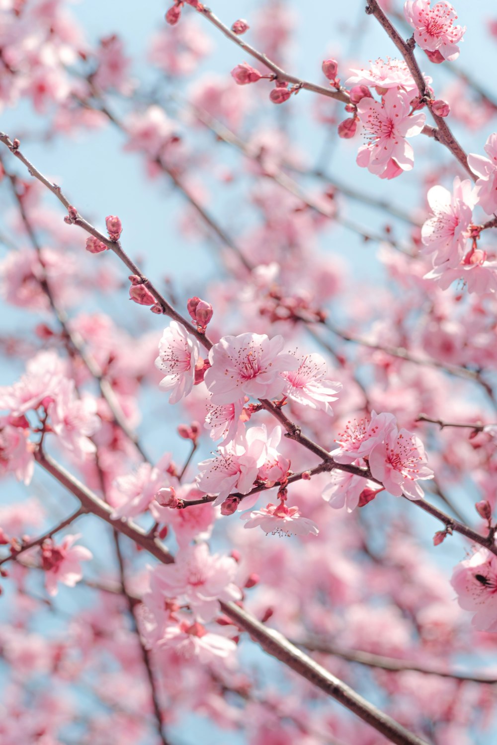 a close up of a tree with pink flowers