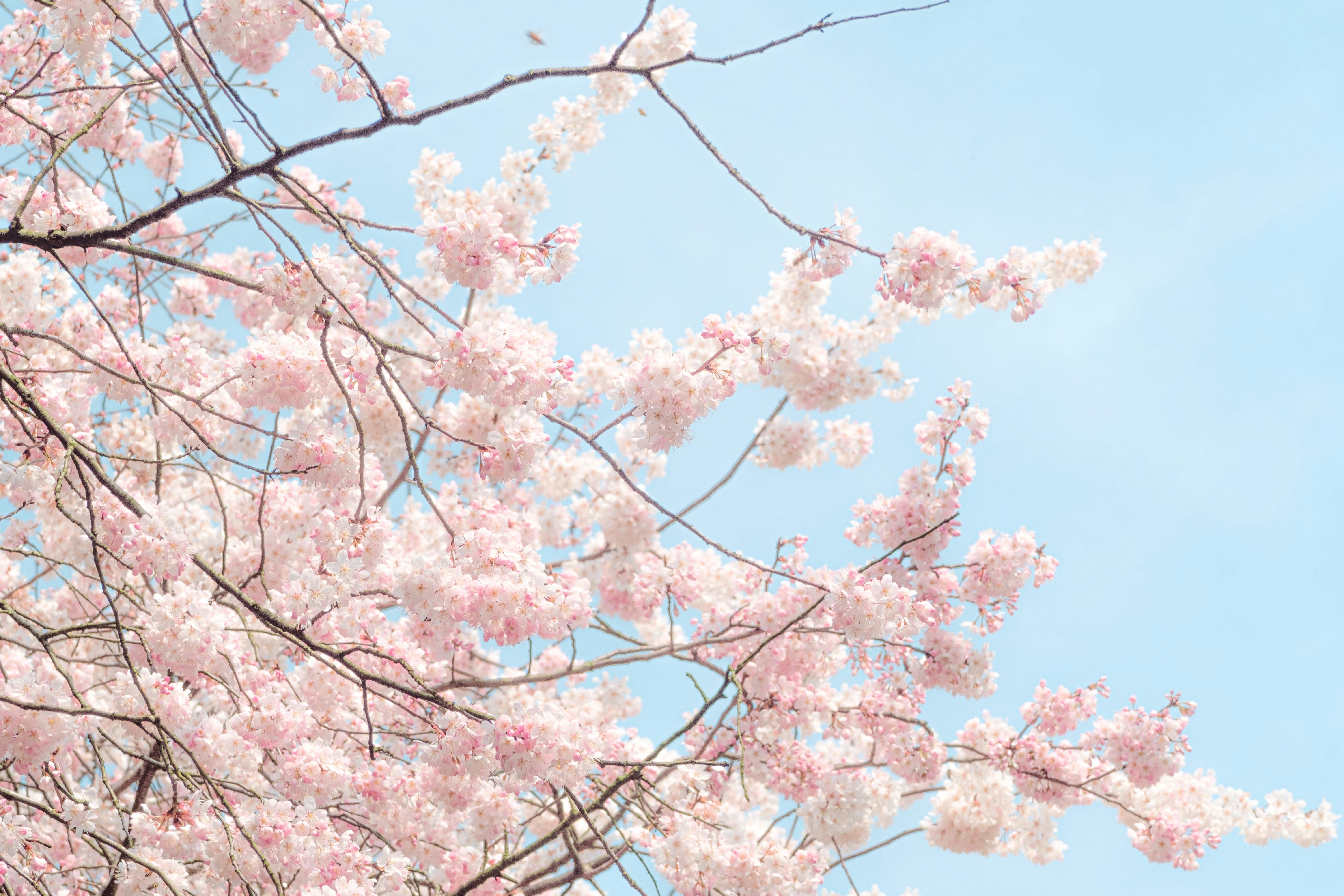 Photo by xiexianghua