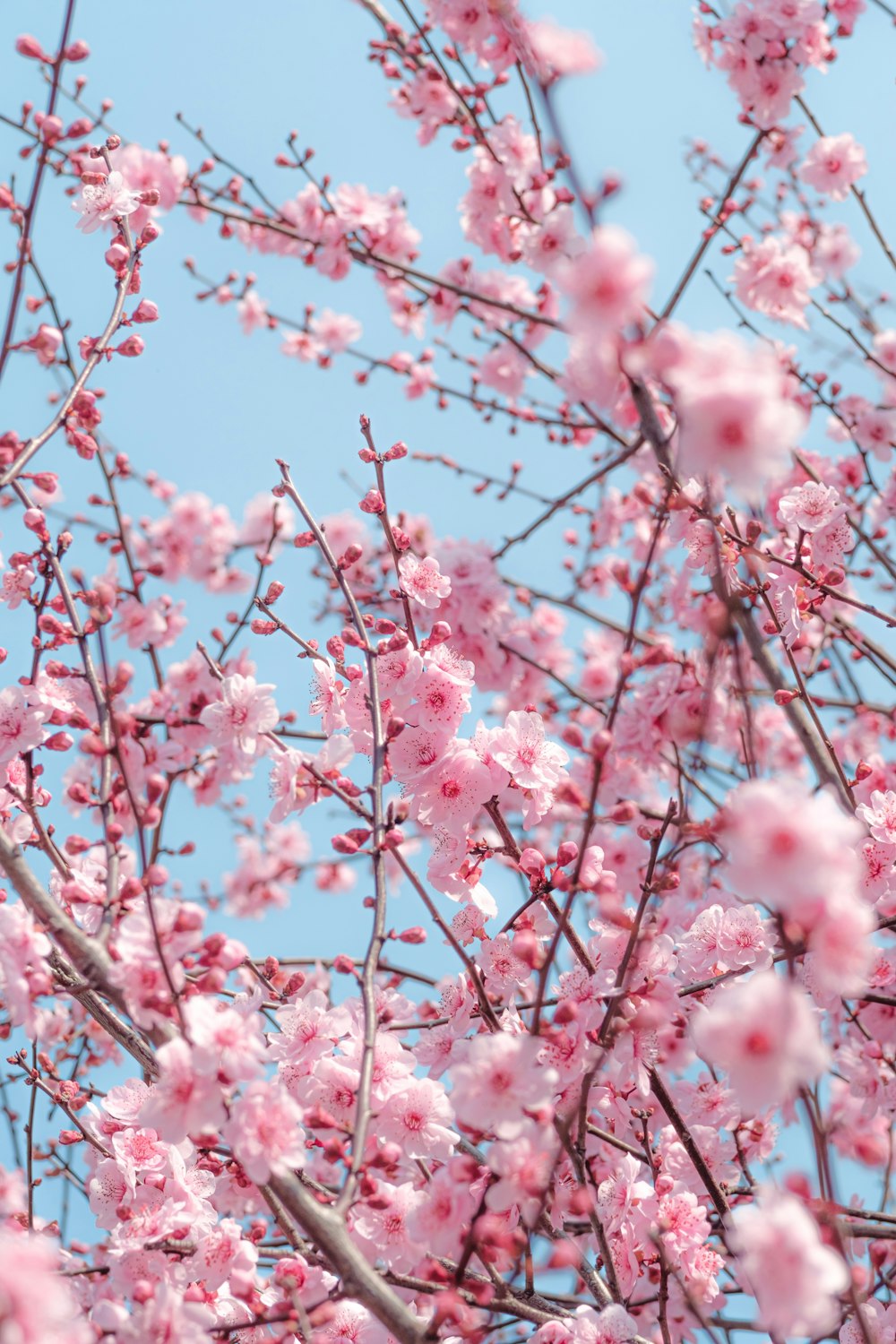 pink flowers are blooming on the branches of a tree