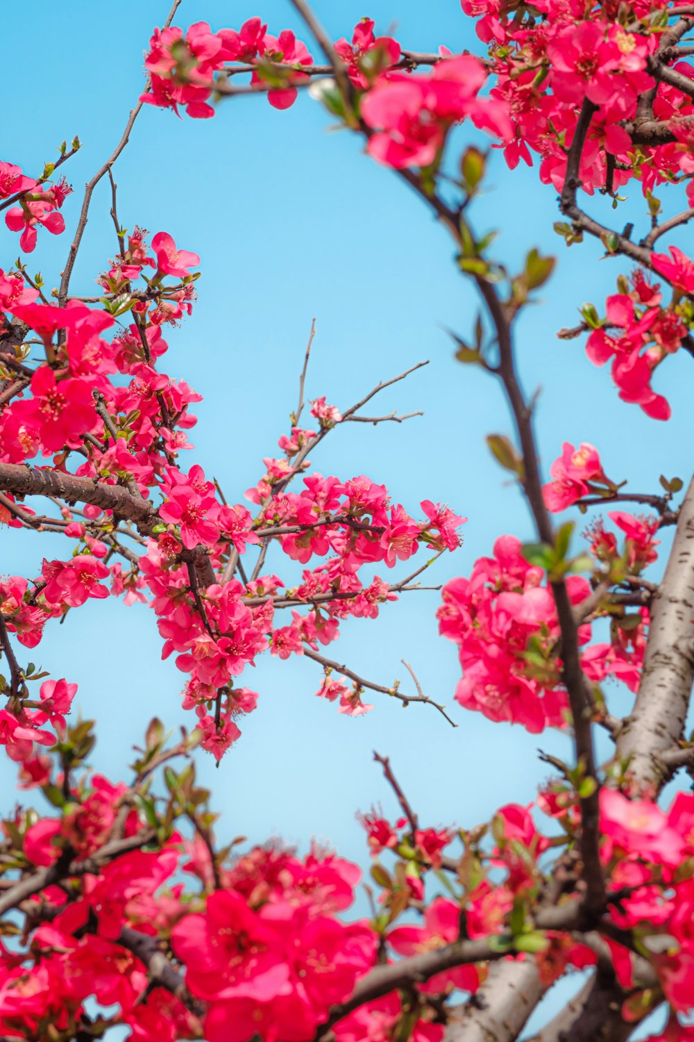 pink flowers are blooming on the branches of a tree