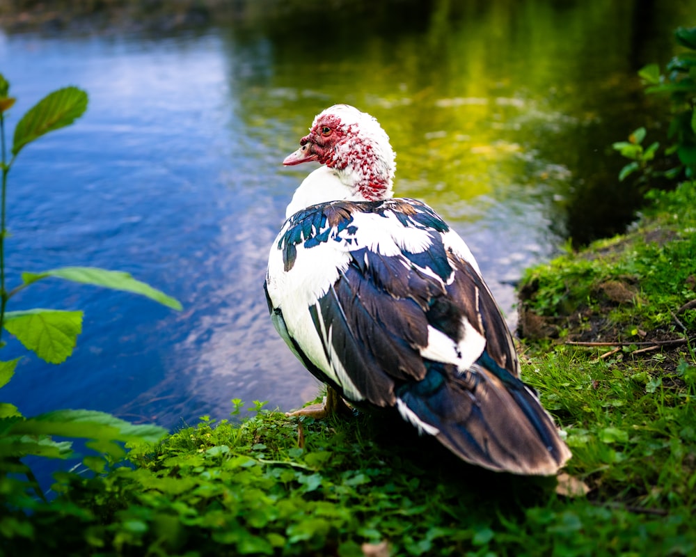 a bird sitting on the ground next to a body of water