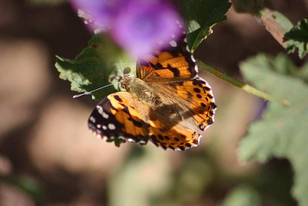 a close up of a butterfly on a flower