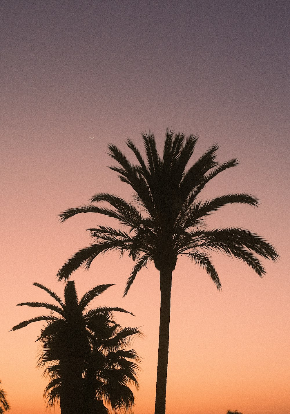 a couple of palm trees sitting next to each other