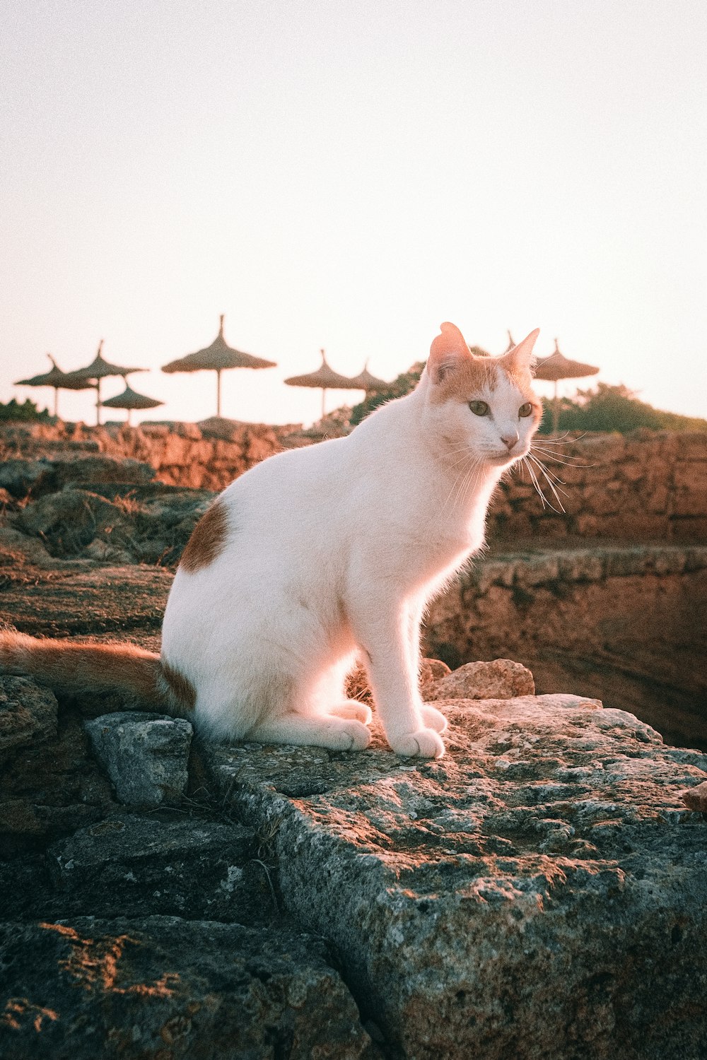 a white and orange cat sitting on a rock