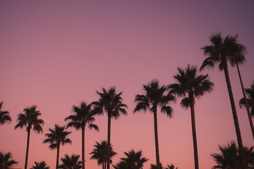 a row of palm trees against a pink sky