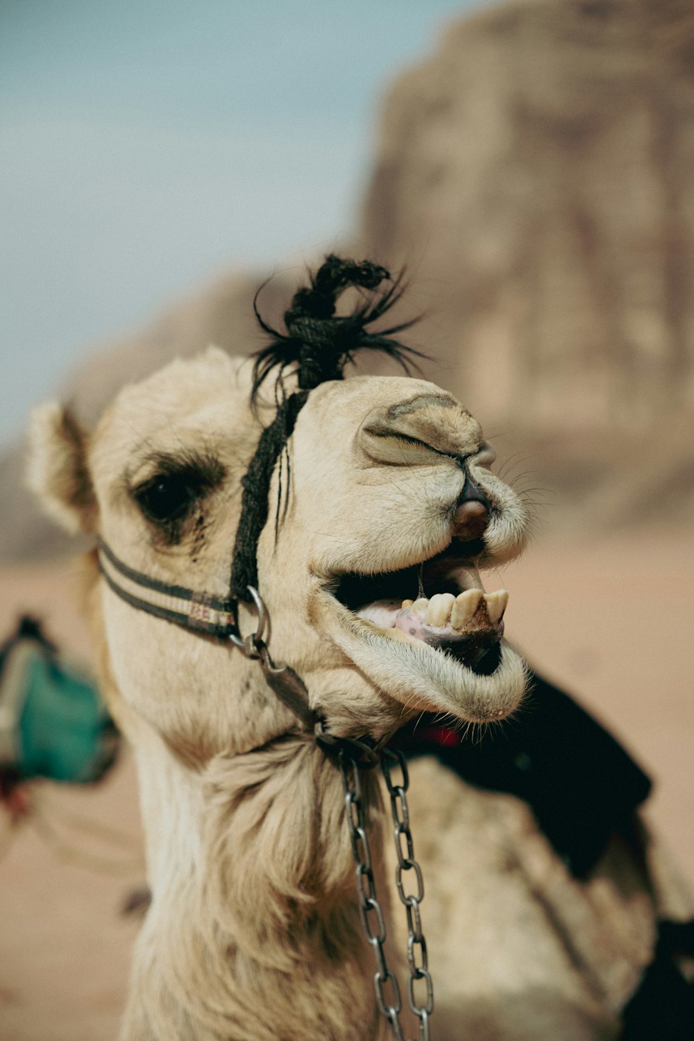 a close up of a camel with a chain around its neck