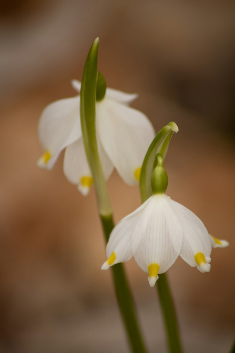 a close up of two white flowers with green stems