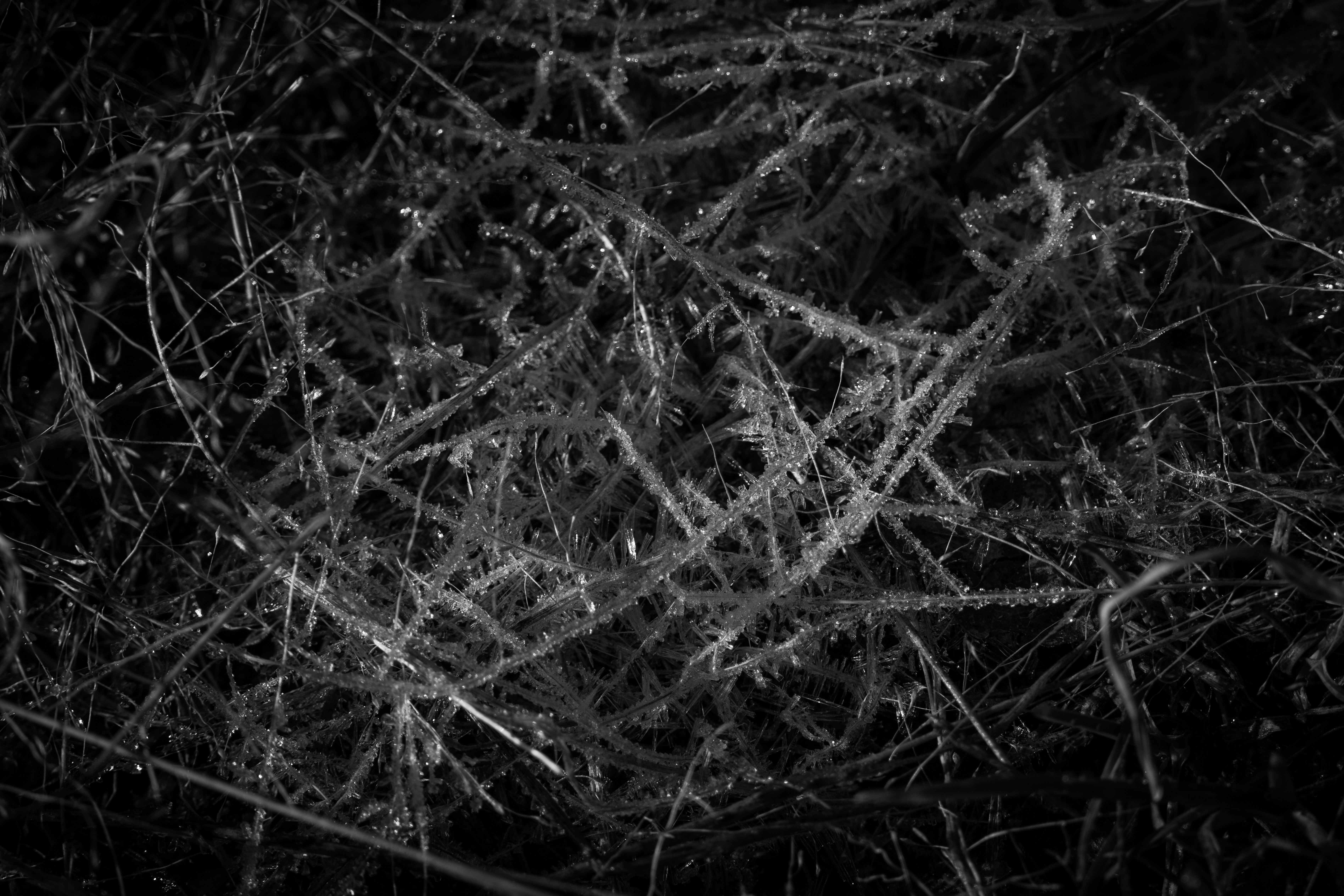 Photo by brandonstoll