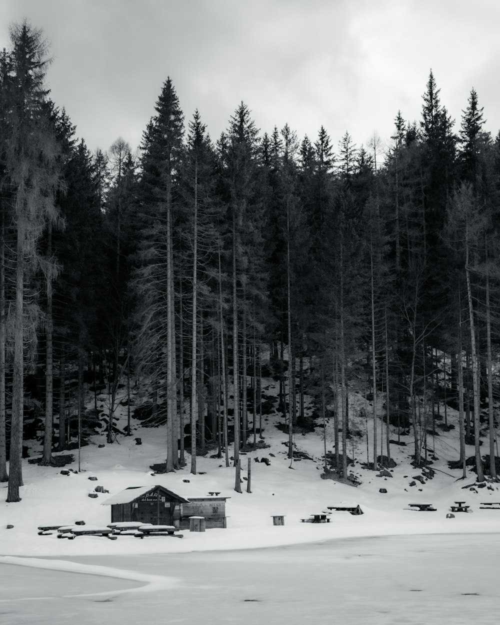 a black and white photo of a snow covered forest