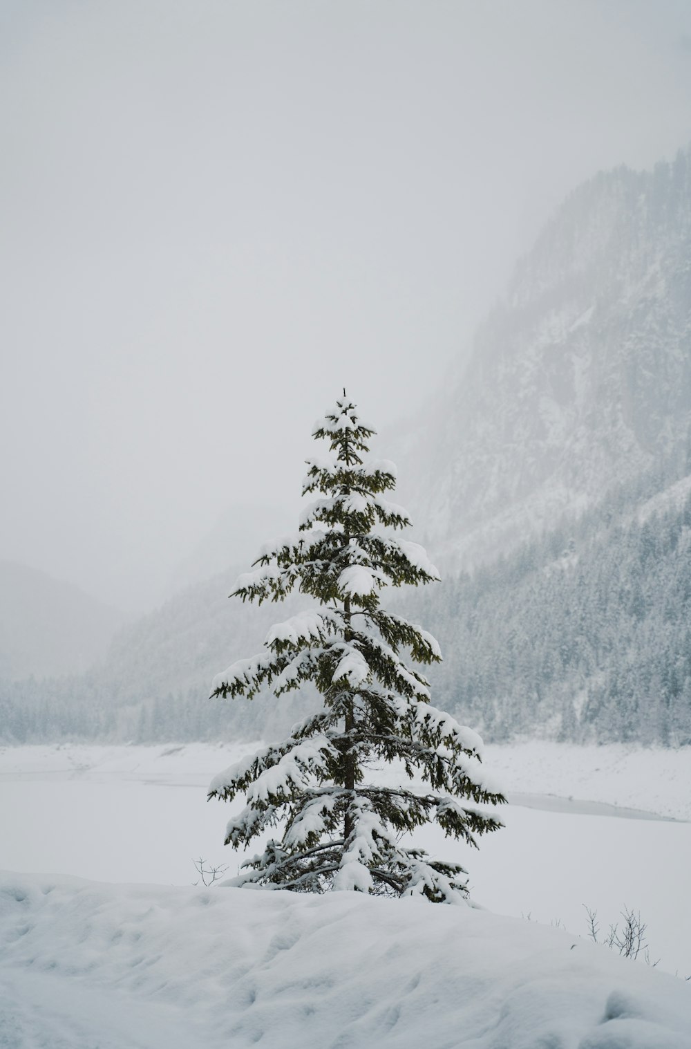 雪の中に一本松の木が立つ
